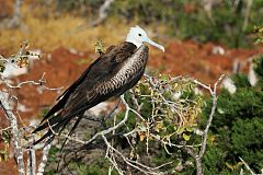 Magnificent Frigatebird